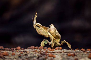 Vahşi doğada bir hayalet peygamber devesi