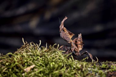 Vahşi doğada bir hayalet peygamber devesi