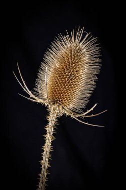 Vahşi doğada bir devedikeni kafası