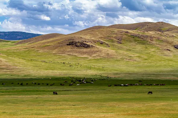 Moğolistan 'ın sonsuz manzarası