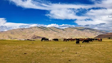 Moğolistan topraklarında bir koyun ve keçi sürüsü