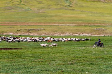 Moğolistan topraklarında bir koyun ve keçi sürüsü