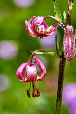 Pembe bir Türk zambağı. 