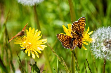 Vahşi doğada bir Valerian Fritillary kelebeği