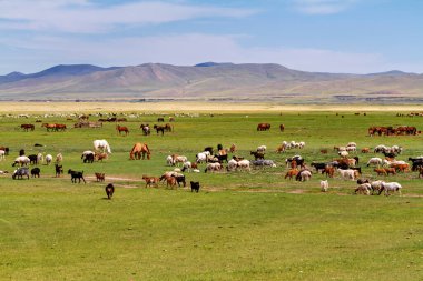 Moğolistan topraklarında bir koyun ve keçi sürüsü