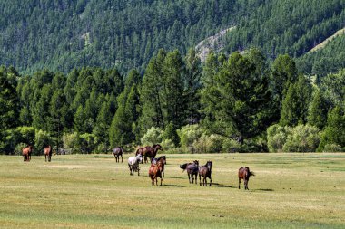 Moğol topraklarında bir at sürüsü
