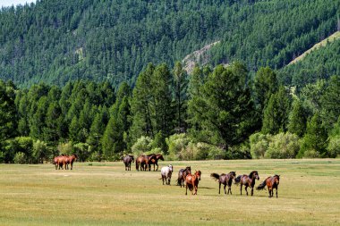 Moğol topraklarında bir at sürüsü