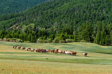 Moğol topraklarında bir at sürüsü