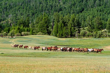 Moğol topraklarında bir at sürüsü