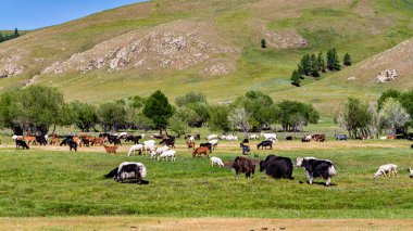 Moğolistan 'da öküz hayvanlar
