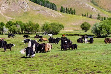 Moğolistan 'da öküz hayvanlar