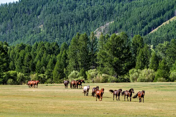 Moğol topraklarında bir at sürüsü