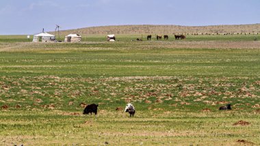 Moğolistan 'daki Gobi Çölü manzarası.