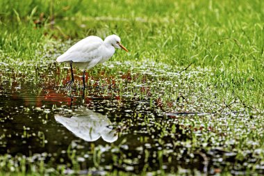 Islak çayırda bir sığır balıkçıl.