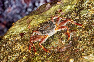 Sri Lanka 'nın yengeç ve kabukluları