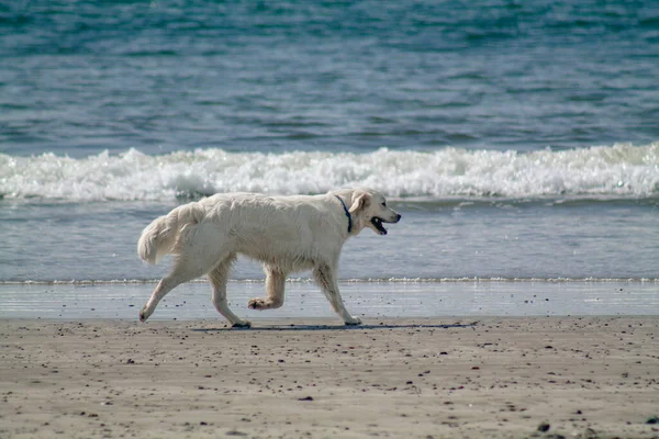 dog on beach, dog play