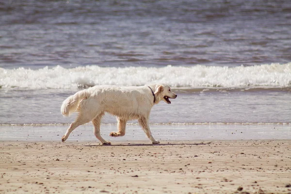 Dog Beach Dog Play — Fotografia de Stock