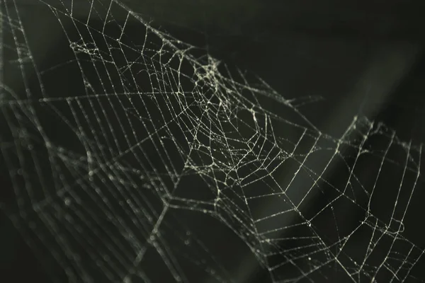 Triangle Horror Cobweb Atau Spider Web Terisolasi Pada Latar Belakang — Stok Foto