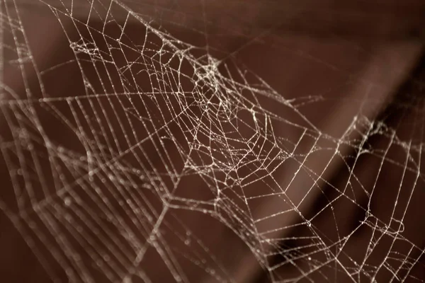 Τρίγωνο Τρόμου Ιστός Αράχνης Spider Web Απομονώνονται Μαύρο Φόντο Οριζόντια — Φωτογραφία Αρχείου