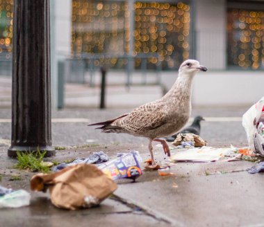 Seagulls on the street rummaging through a garbage bag looking for food