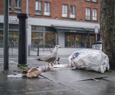 Seagulls on the street rummaging through a garbage bag looking for food