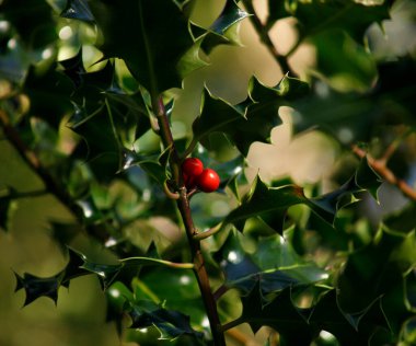 Yeşil çoban püskülü ve olgun kırmızı böğürtlen dokusu arkaplanı metin için kopya alanı.