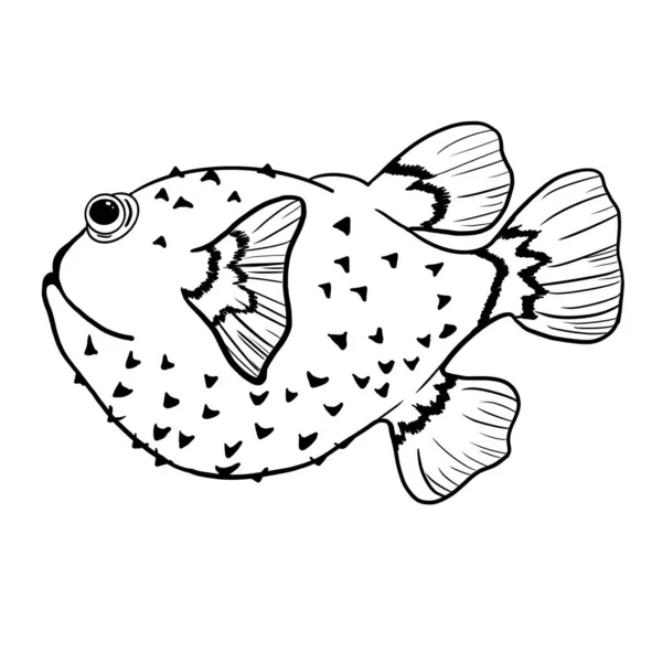 Burrfish Dibujado Por Negro Sobre Fondo Blanco Gran Ilustración Para — Foto de Stock