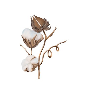 Pamuk çiçeği filizi dalı, botanik sade pamuk, düğün davetiyesi, tebrik kartı.