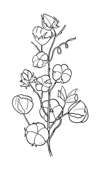 Βαμβάκι Κλαδί Κλαδί Λουλούδι Στη Μαύρη Γραμμή Τέχνης Βοτανικό Ρουστίκ — Φωτογραφία Αρχείου