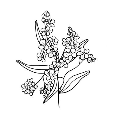 Elle çizilmiş Myosotis olmayan çiçek illüstrasyonu. Evlilik yıldönümü için çiçekler, doğum günü, davetiyeler ve kartpostallar.