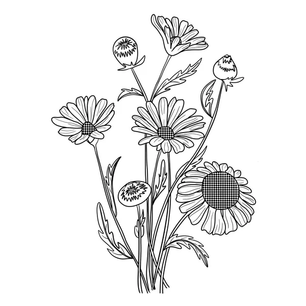 Hand drawn daisies,  floral daisy botanical illustration, black  line art on white backgrounds