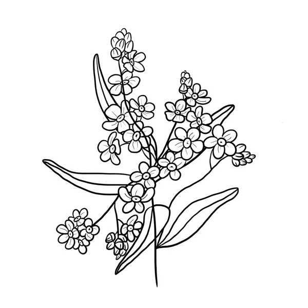 Mão Desenhada Esquecer Não Miosite Ilustração Floral Flores Para Aniversário — Fotografia de Stock