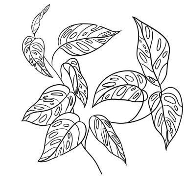 Kart ve tekstil tasarımı için siyah çizgilerle örülmüş canavar yapraklarının Sprig sapı