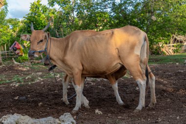 İnek kameraya doğru bakıyor ve kafasında mavi bir halat var. Arkaplanda yemyeşil ağaçlar ve ahşap bir yapı yer alıyor.