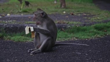 Genç bir maymun, bir muzu zevkle yemekten hoşlanır, primatların neşeli doğasını ve doğal ortamlarında vahşi yaşamla bağ kurmanın neşesini gösterir..