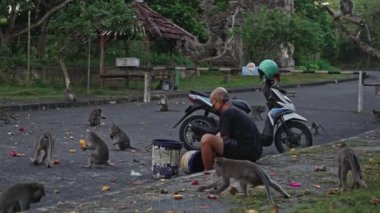 Endonezya, Bali, Uluwatu, 05 Mayıs 2024. İyi kalpli bir adam bir grup vahşi maymunu ejderha meyvesi ve mangoyla besliyor. Primatlara karşı cömertliği ve merhameti vahşi yaşam ve hayvan refahının önemini vurguluyor..