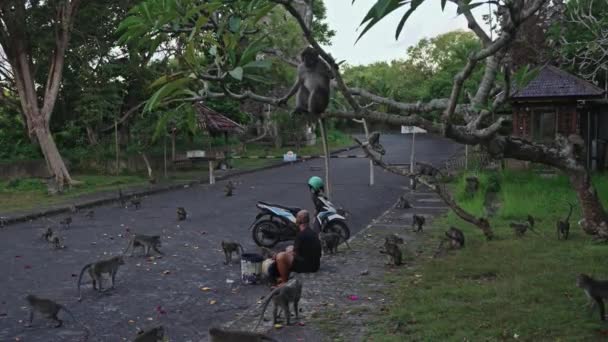 Indonesia Bali Uluwatu May 2024 Man Wearing Protective Mask Feeds — Video Stock
