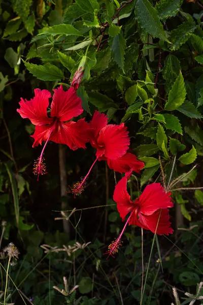 stock image Vibrant red hibiscus flowers bloom amidst lush green foliage, showcasing the rich and colorful natural beauty of tropical flora.