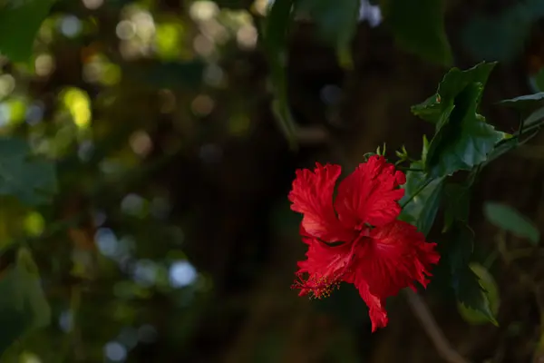 Stock image A close-up of a vibrant red hibiscus flower blooming amidst green leaves. The rich color and detailed petals capture the lush natural beauty of tropical flora