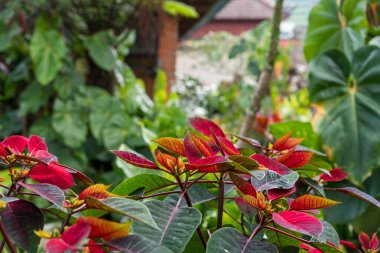 Önplanda canlı kırmızı ve yeşil yapraklar ve Bali 'deki geleneksel bir binanın bulanık manzarası..
