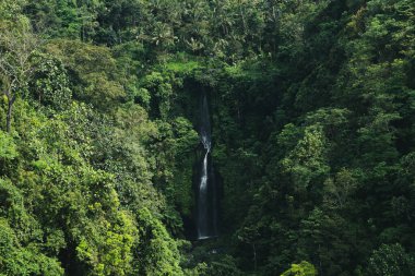 Sekumpul Şelalesi 'nin uzak bir manzarası sık ormanlarla çevrili, Bali' nin el değmemiş doğasının güzelliğini gözler önüne seriyor..