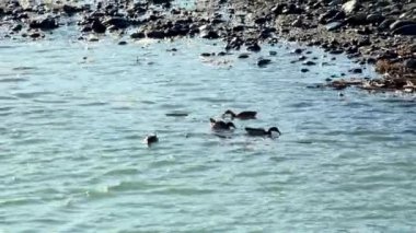 Rocky Shoreline ile Tranquil Nehri 'nde Yüzen Ördekler