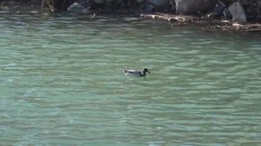 Huzurlu bir gölette tek başına yüzen ördek.