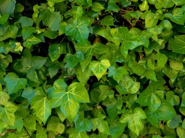 Yeşil sarmaşık bitki arka plan 