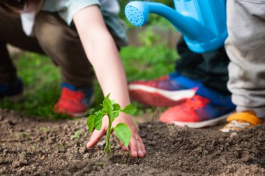 Bir çocuğun elinin, kardeşleriyle birlikte bir sebze bahçesindeki küçük bir toprak parçasında çan biberi bitkisinin filizini dikerken yakın plan fotoğrafı.. 