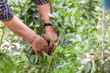 Yaşlı adamın elleri sevgiyle baktığı sebze bahçesindeki bitkiden geniş fasulye topluyor.. 