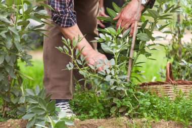 Yaşlı bir insanın elleri yanında sepetle fasulye kabuğu topluyor. Sahne sakin ve sakin, adam işine odaklanmış durumda. Tanımlanamaz.