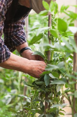 Sebze bahçesiyle ilgilenen bir adamın yakın çekimi. Tarım ve sağlıklı gıda kavramı. 