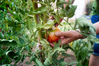 Bir insan bitkiden domates topluyor. Domates olgunlaştı ve yenmeye hazır.