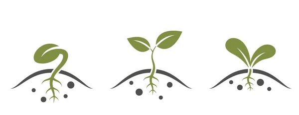Klíčková Ikona Nastavena Rostlina Růst Klíčivost Semen Výsadba Symbol Sazenice — Stockový vektor